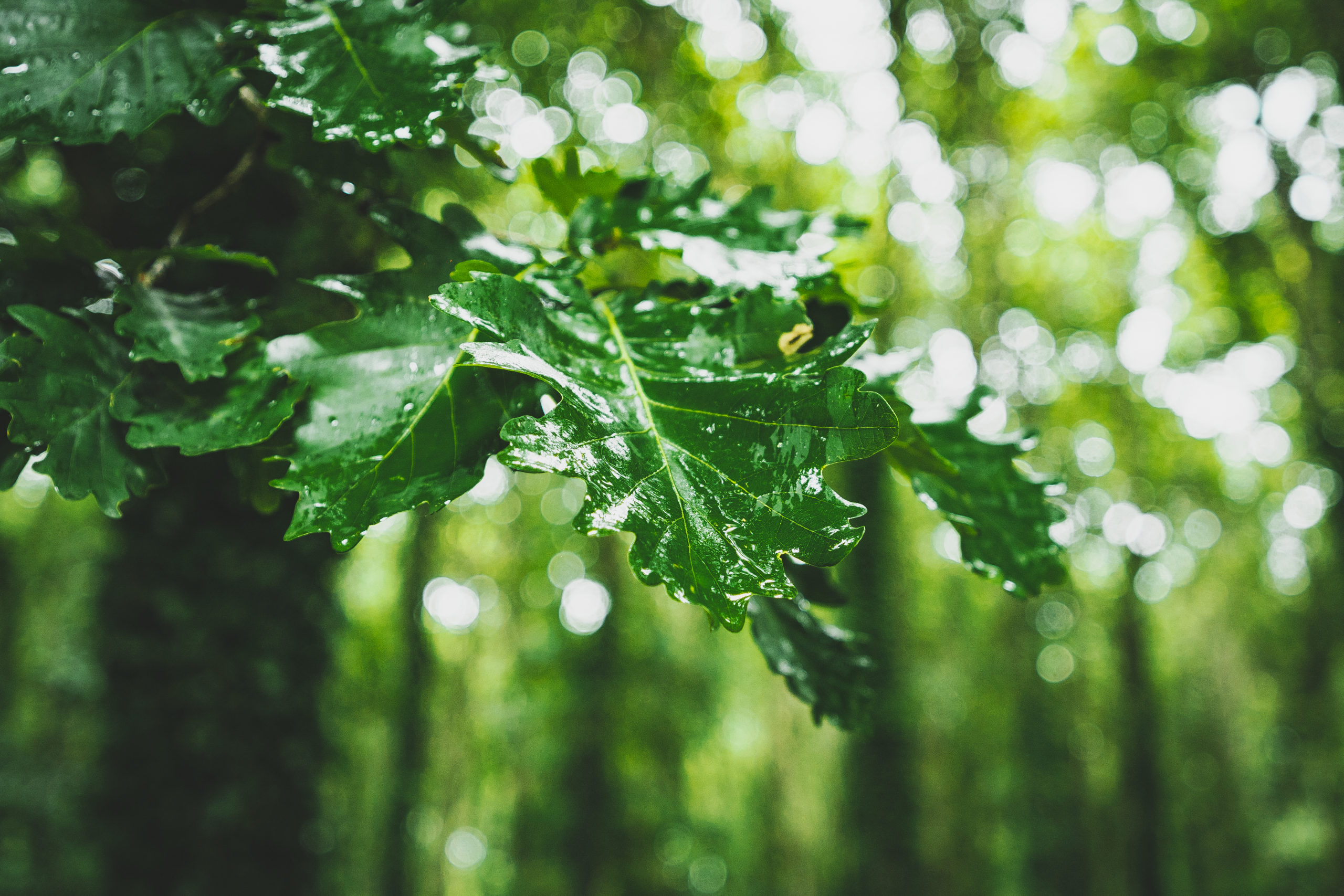 Image de feuilles