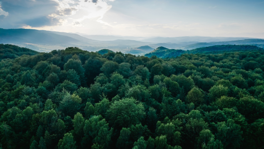 Foto de un bosque
